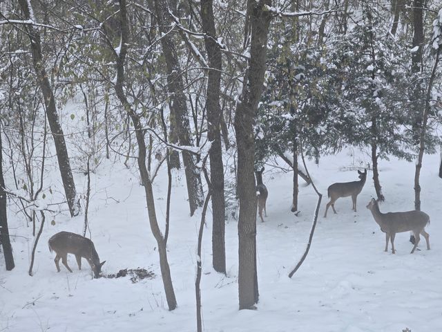 927 Treeline Court, Lockport, IL 60441