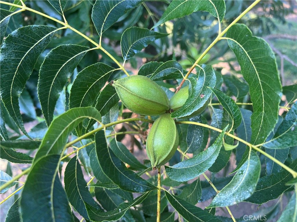 Image 17 of property listing at 14450 Meridian Road, Chico, CA 95973