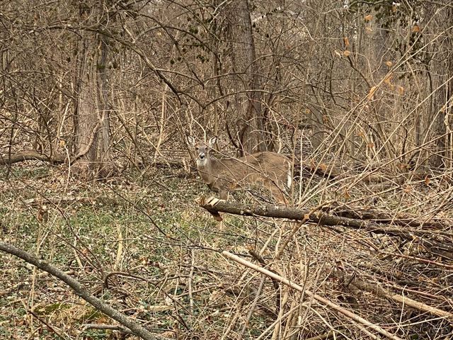 6258 Benneville Street, Cincinnati, OH 45230