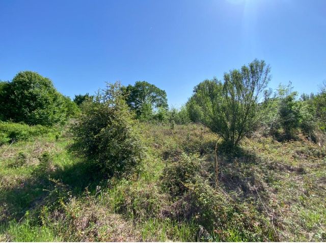 10.25 Acres Mustang Loop, Madisonville, TX 77864