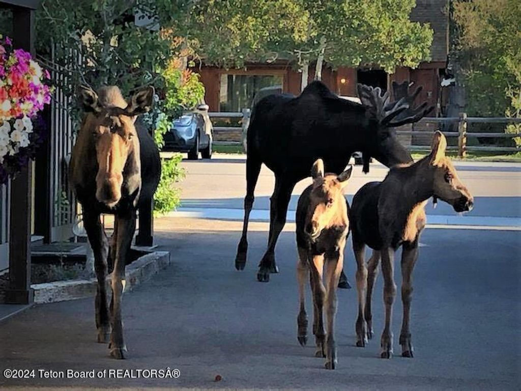 46 N SUBLETTE Avenue, Pinedale, WY 82941 photo 6