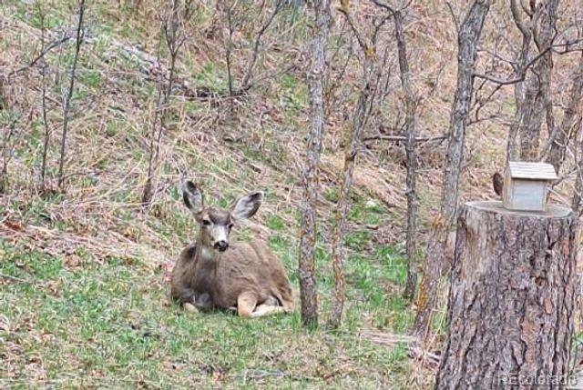 9088 S Murphy Gulch Road, Littleton, CO 80127