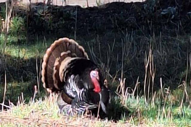 9088 S Murphy Gulch Road, Littleton, CO 80127