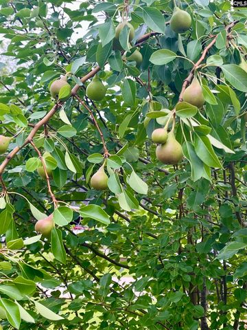 329 DEER RUN Road, Elgin, SC 29045