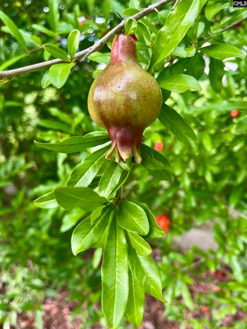 329 DEER RUN Road, Elgin, SC 29045