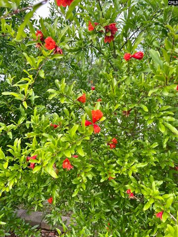 329 DEER RUN Road, Elgin, SC 29045