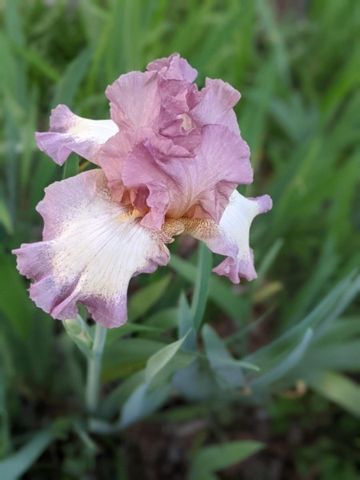 120 Dogwood Ln, Winchester, TN 37398