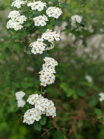 120 Dogwood Ln, Winchester, TN 37398