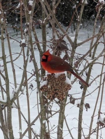 120 Dogwood Ln, Winchester, TN 37398