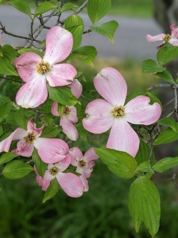 120 Dogwood Ln, Winchester, TN 37398