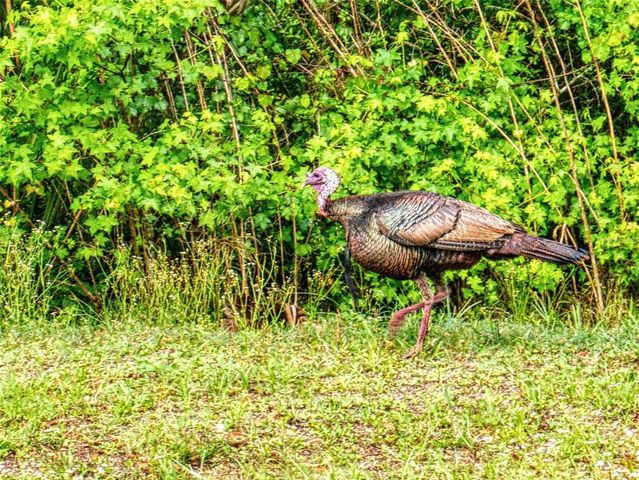 2327 & 2329 LEGACY LANE, New Smyrna Beach, FL 32168