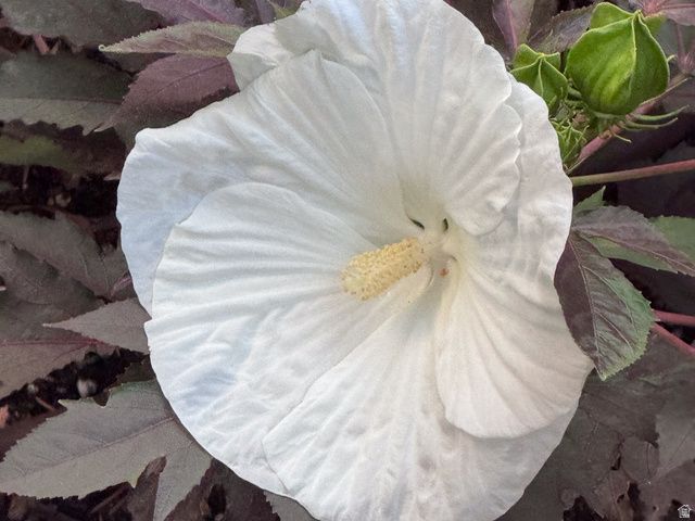 1702 CAPITOL ST, Ogden, UT 84401