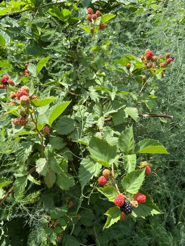 7160 N 12th Street, Kalamazoo, MI 49009