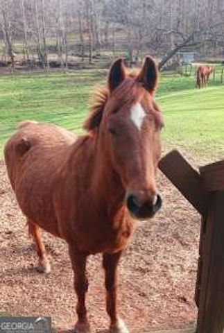 720 Guy Jarrard Road, Dahlonega, GA 30533