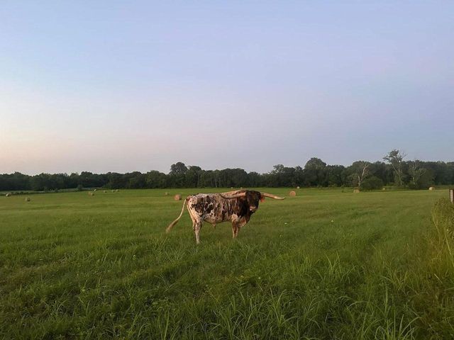 TBD CR 2068, Klondike, TX 75448