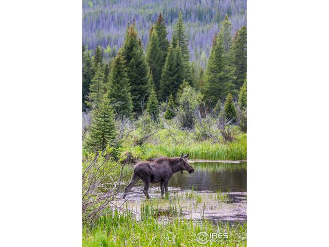 1780 Continental Peaks Cir, Estes Park, CO 80517