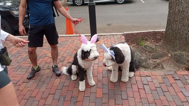 9150 SW 49TH PLACE C, Gainesville, FL 32608