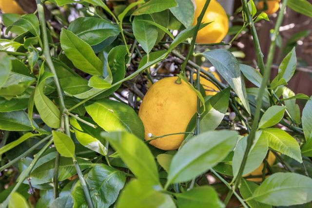 2115 Bearden St, Davis, CA 95618