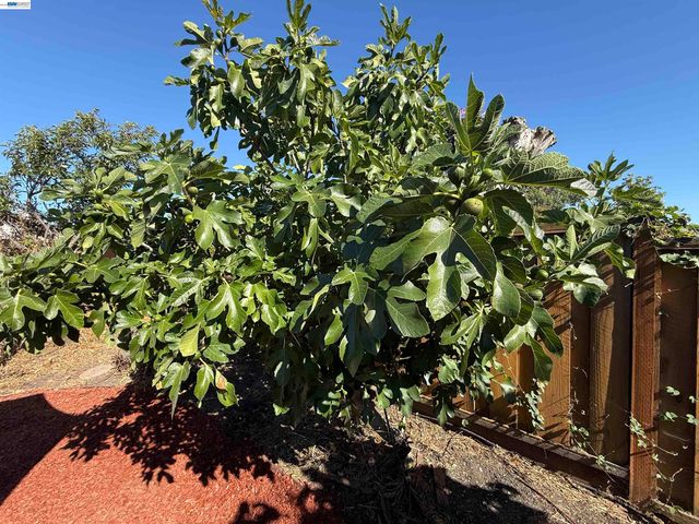 1362 Esser Ave, San Leandro, CA 94579