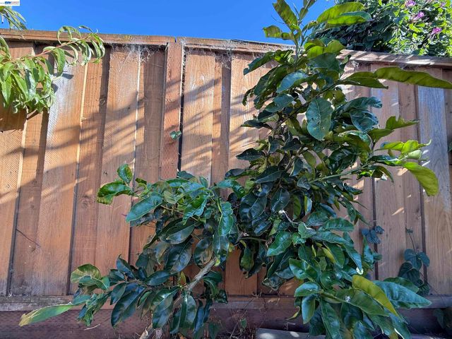 1362 Esser Ave, San Leandro, CA 94579