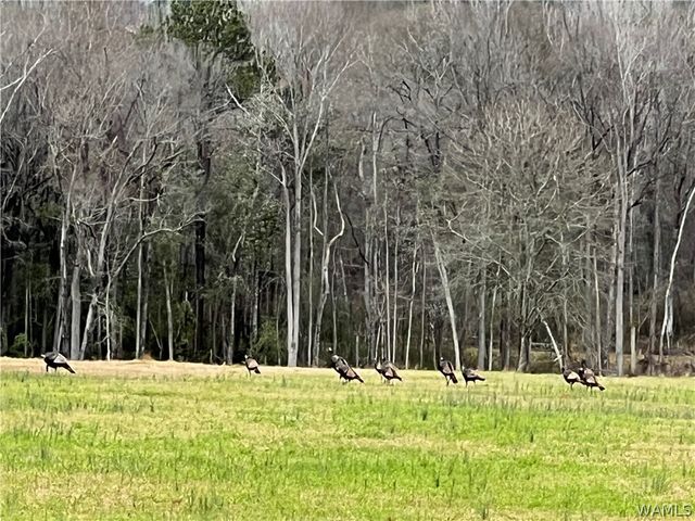 1952 County Road 52, Moundville, AL 35474