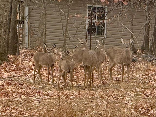 1311 Walnut Shell DR, Vinton, VA 24179