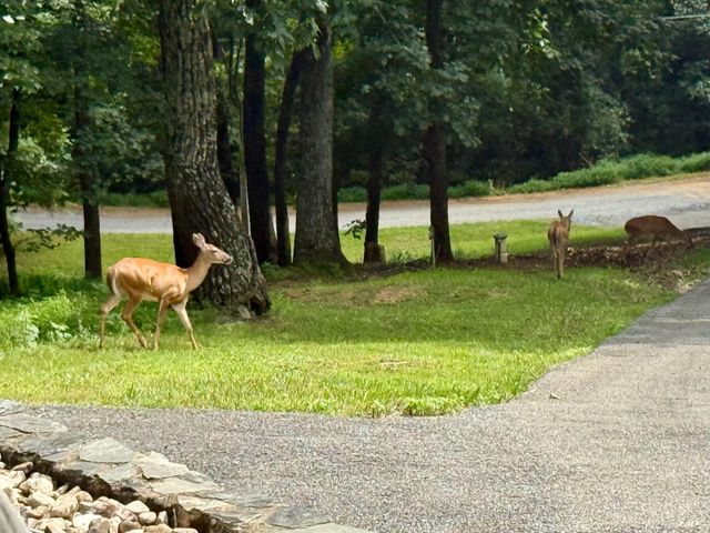 1311 Walnut Shell DR, Vinton, VA 24179