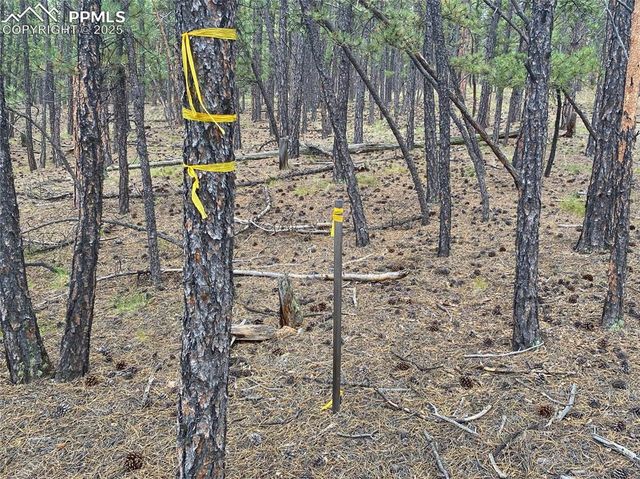 60 Pickens Road, Florissant, CO 80816