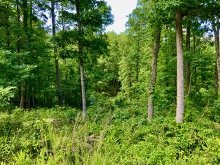 0 Bear Hollow Drive, Waverly, TN 37185