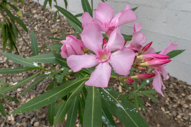 12811 Greenbrook Loop, Penn Valley, CA 95946