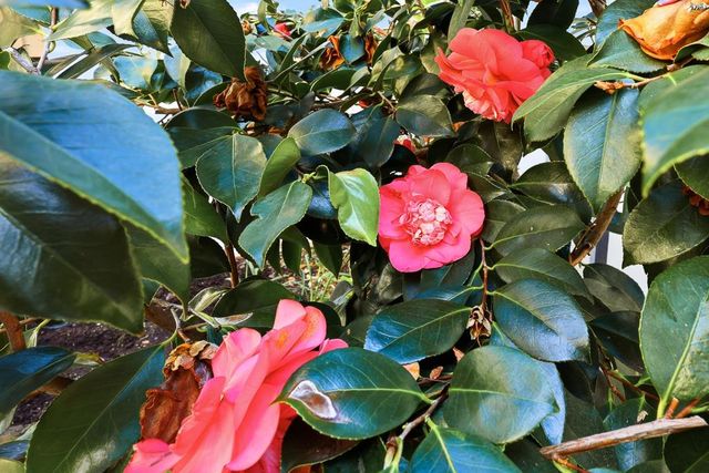 125 Connemara Way 32, Sunnyvale, CA 94087