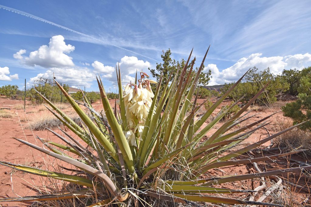 Image 2 of property listing at Lot 16 Unit 2 Jemez Canyon Estates, Jemez Pueblo, NM 87024