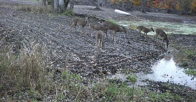 8110 Ames Road, Bear Lake, MI 49614