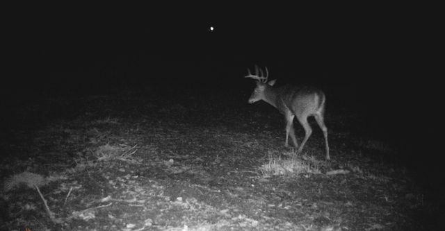 8110 Ames Road, Bear Lake, MI 49614