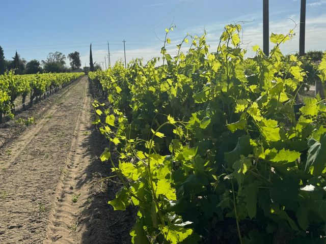 11325 S Cornelia Avenue, Fresno, CA 93609