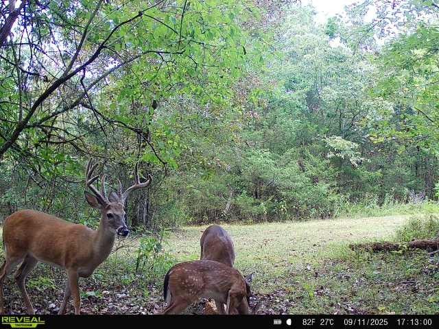 39 Boning Rd, Fayetteville, TN 37334