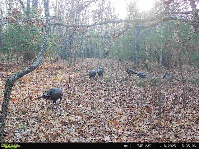 217 Victory Lane Lane, Niangua, MO 65713