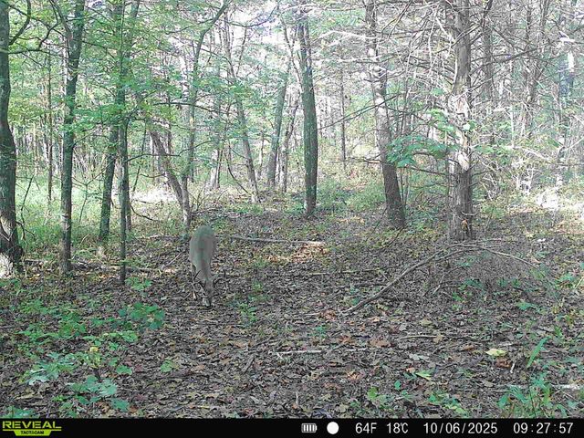 217 Victory Lane Lane, Niangua, MO 65713