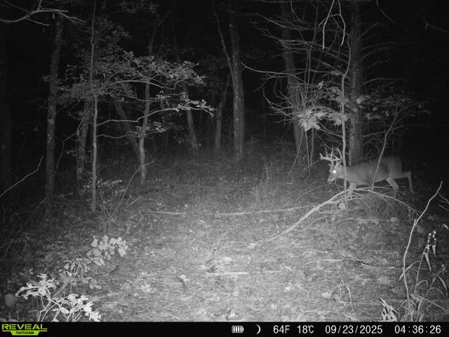 217 Victory Lane Lane, Niangua, MO 65713