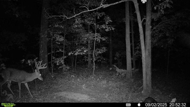 217 Victory Lane Lane, Niangua, MO 65713