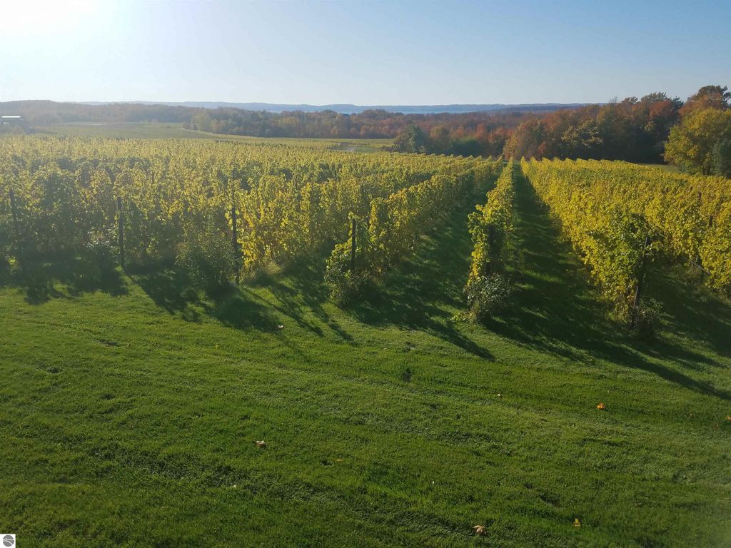 Vibrant vineyard landscape with rows of grapevines, showcasing lush green grass and autumn foliage under clear blue skies, highlighting the scenic beauty and development potential of Suttons Bay, MI.