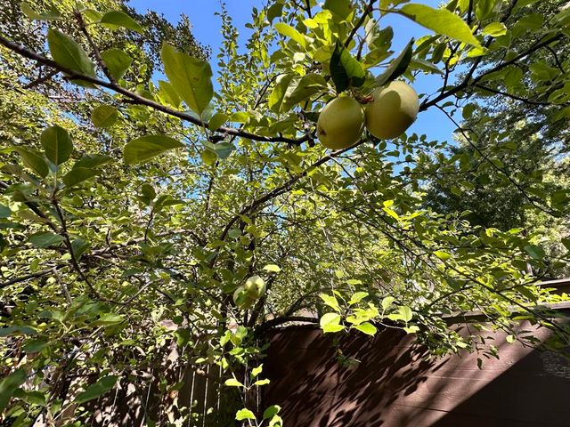 26350 Delano Drive 1, Idyllwild, CA 92549