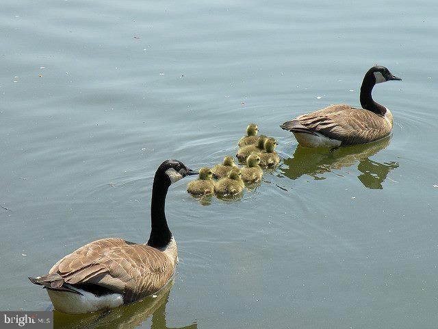 19115 ROMAN WAY, Montgomery Village, MD 20886