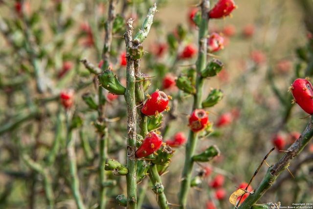 8684 Mineral Cemetery Rd, Beeville, TX 78102