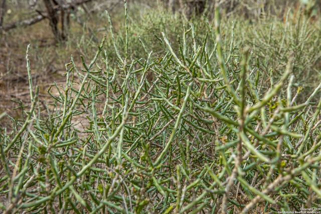 8684 Mineral Cemetery Rd, Beeville, TX 78102