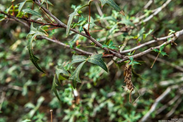 8684 Mineral Cemetery Rd, Beeville, TX 78102