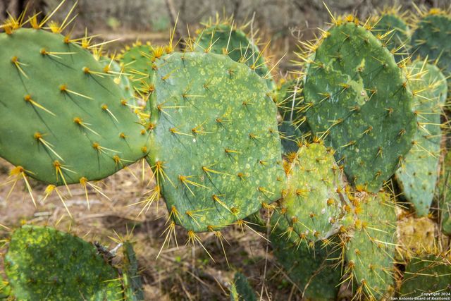 8684 Mineral Cemetery Rd, Beeville, TX 78102