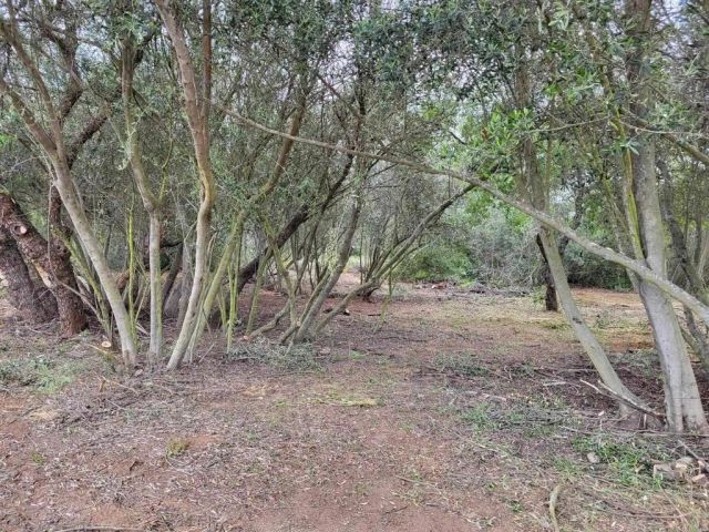 616 Alpine Heights-20acres, Alpine, CA 91901