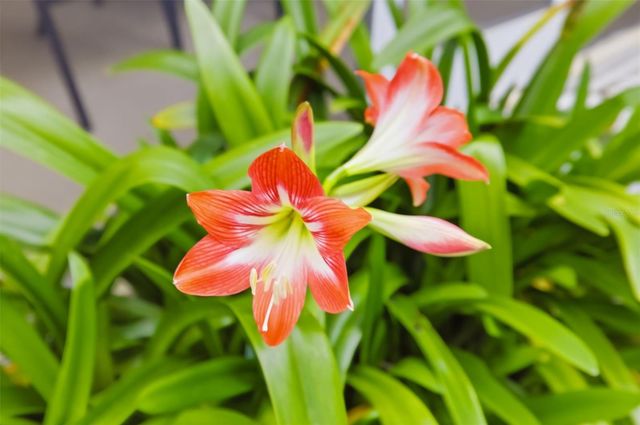 7418 MONTE VERDE, Sarasota, FL 34238