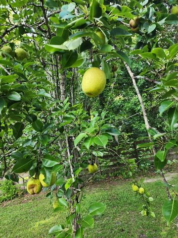 12182 SW STATE ROAD 45, Archer, FL 32618